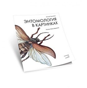 Энтомология в картинках